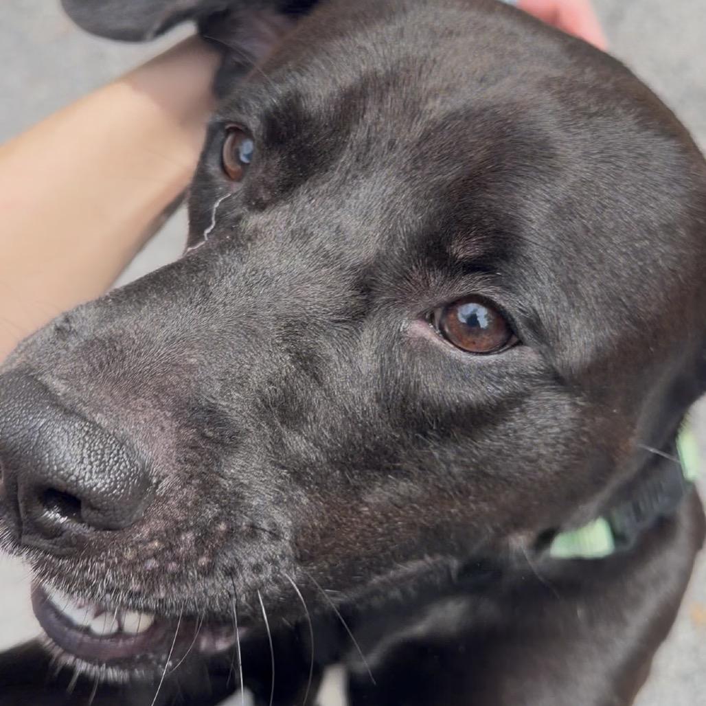 Enlarge Wizard @ Foster, a Adoptable Mixed Breed in Summerville, SC image 2/6