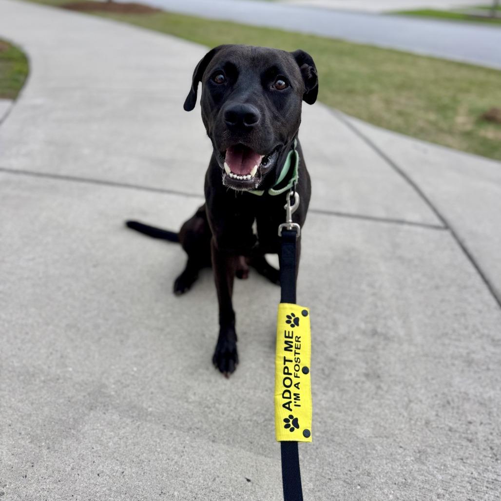 Enlarge Wizard @ Foster, a Adoptable Mixed Breed in Summerville, SC image 3/6