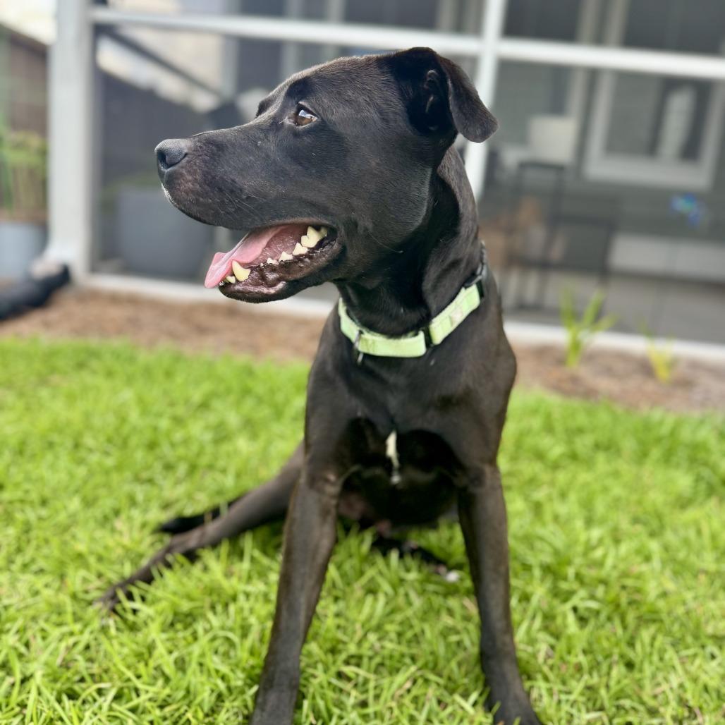 Enlarge Wizard @ Foster, a Adoptable Mixed Breed in Summerville, SC image 4/6