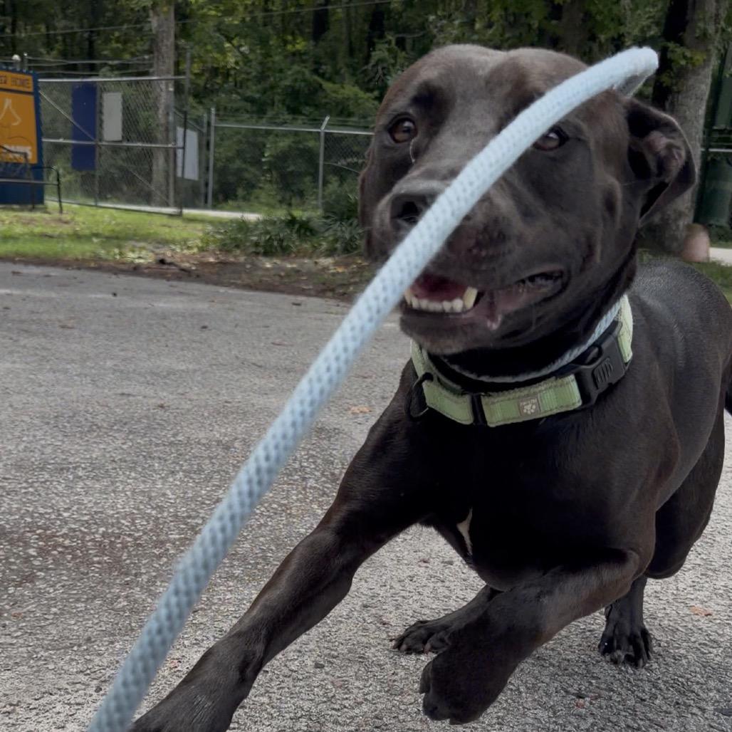 Enlarge Wizard @ Foster, a Adoptable Mixed Breed in Summerville, SC image 5/6