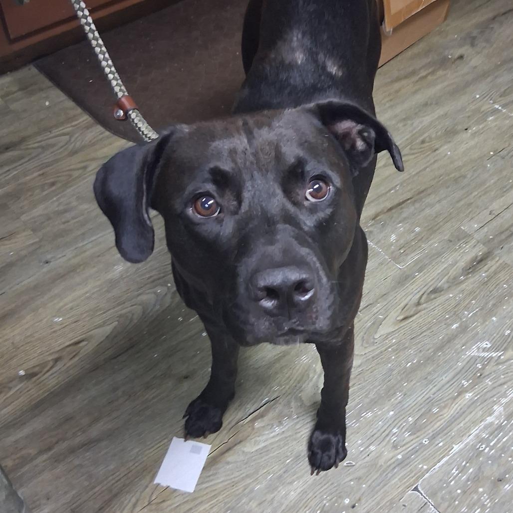 Enlarge Wizard @ Foster, a Adoptable Mixed Breed in Summerville, SC image 6/6
