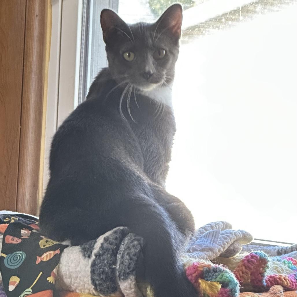 Enlarge Daphne, a Adoptable Domestic Short Hair in Galesburg, IL image 1/4