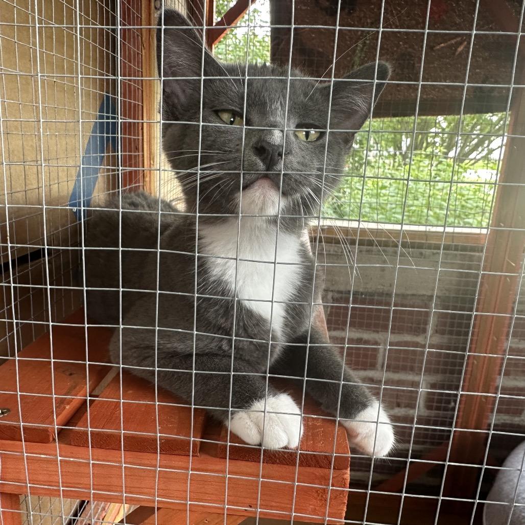 Enlarge Daphne, a Adoptable Domestic Short Hair in Galesburg, IL image 2/4