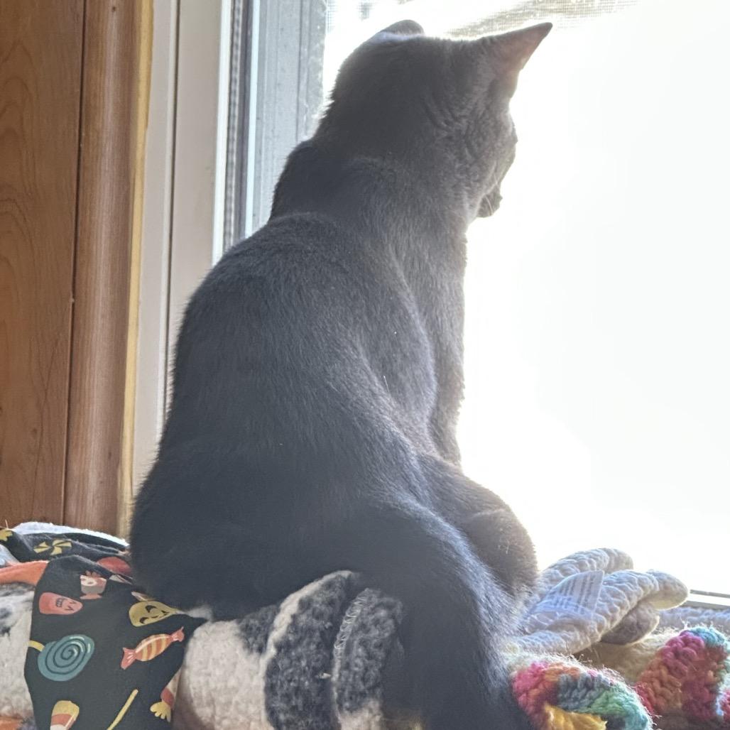 Enlarge Daphne, a Adoptable Domestic Short Hair in Galesburg, IL image 4/4