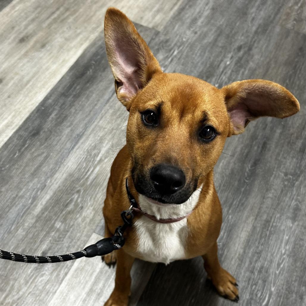 Enlarge Nimbee, a Adoptable Mixed Breed in Pensacola, FL image 1/2