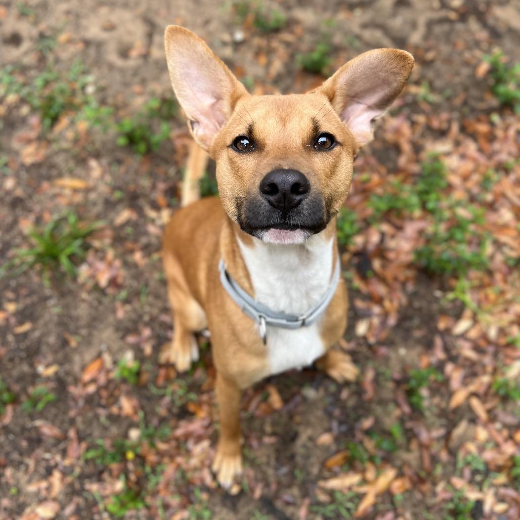 Enlarge Nimbee, a Adoptable Mixed Breed in Pensacola, FL image 2/3