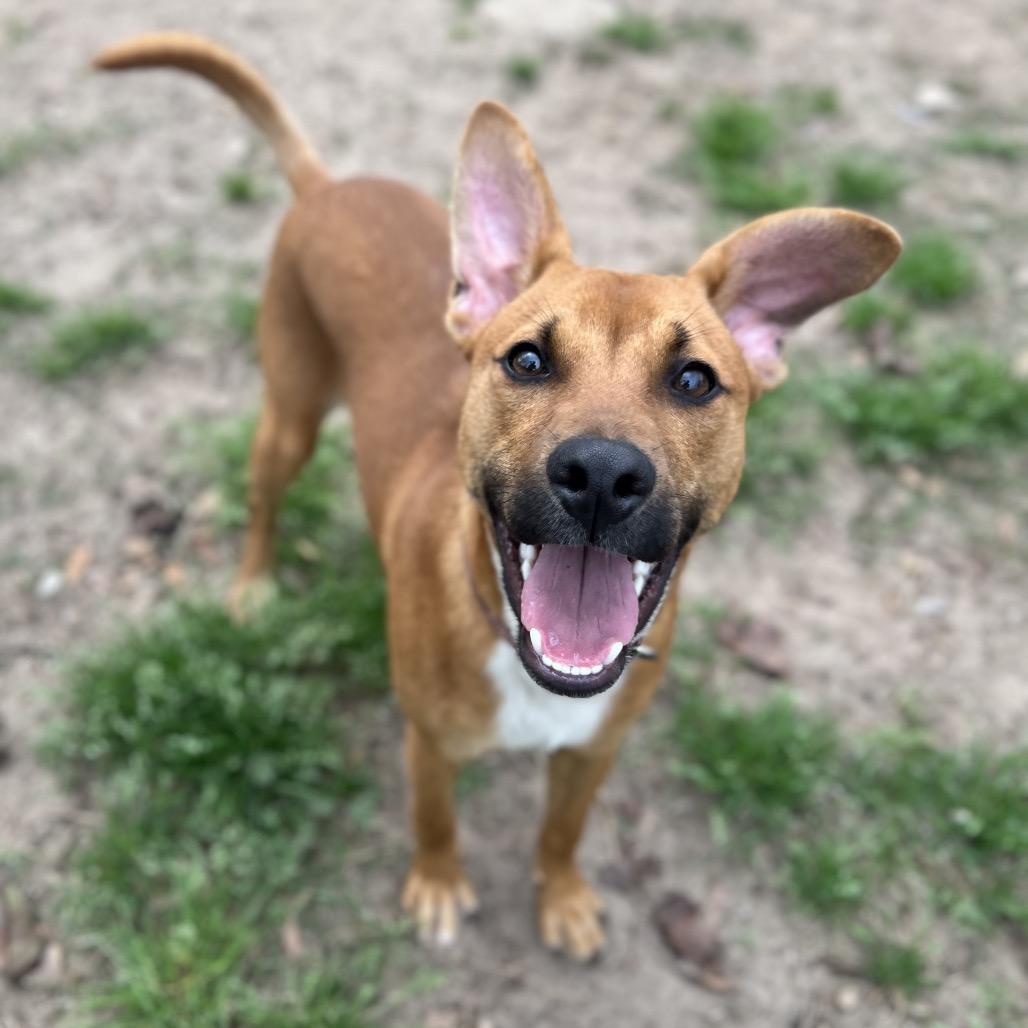 Enlarge Nimbee, a Adoptable Mixed Breed in Pensacola, FL image 2/2