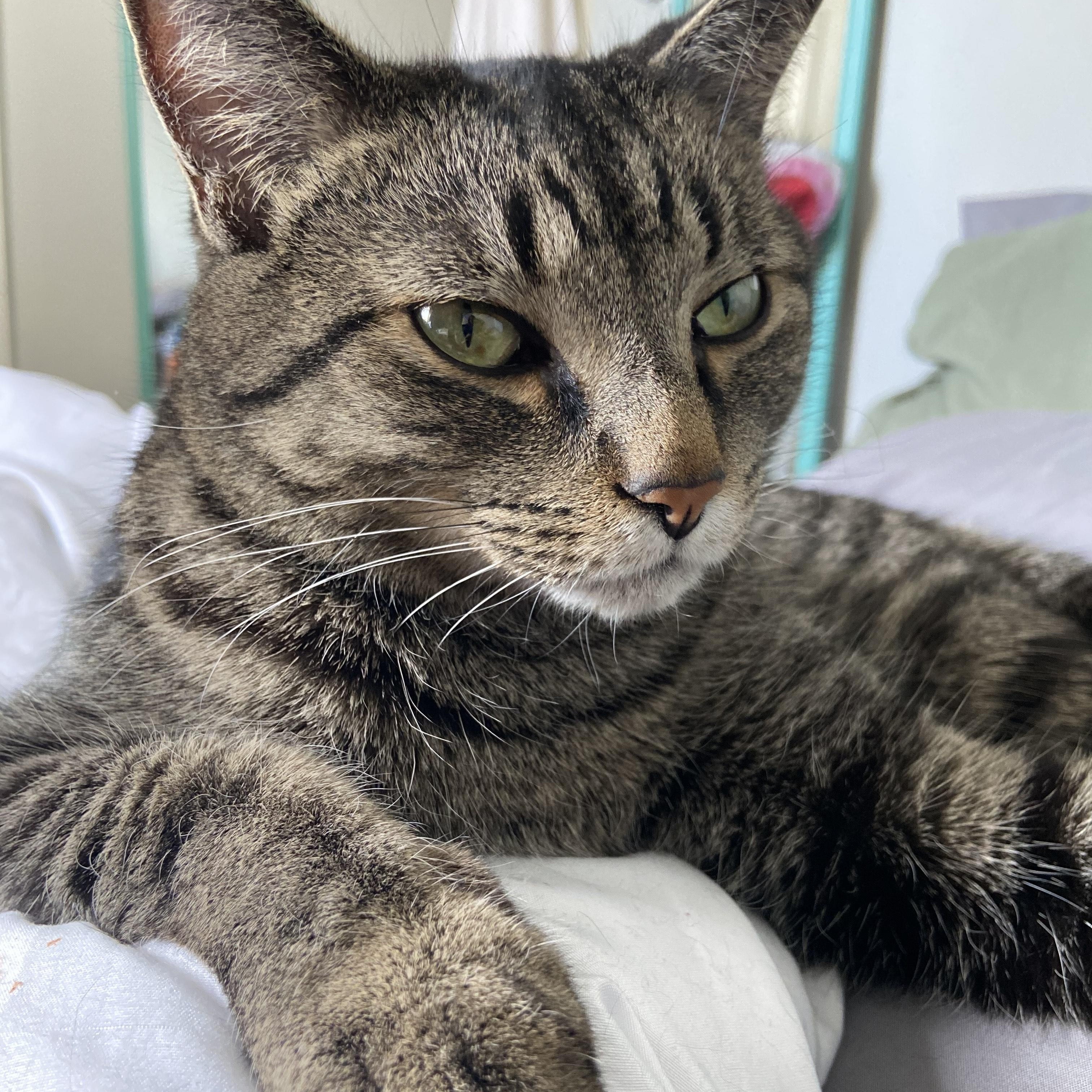 Enlarge Puma, a Adopted Domestic Short Hair in Royal Oak, MI image 3/5