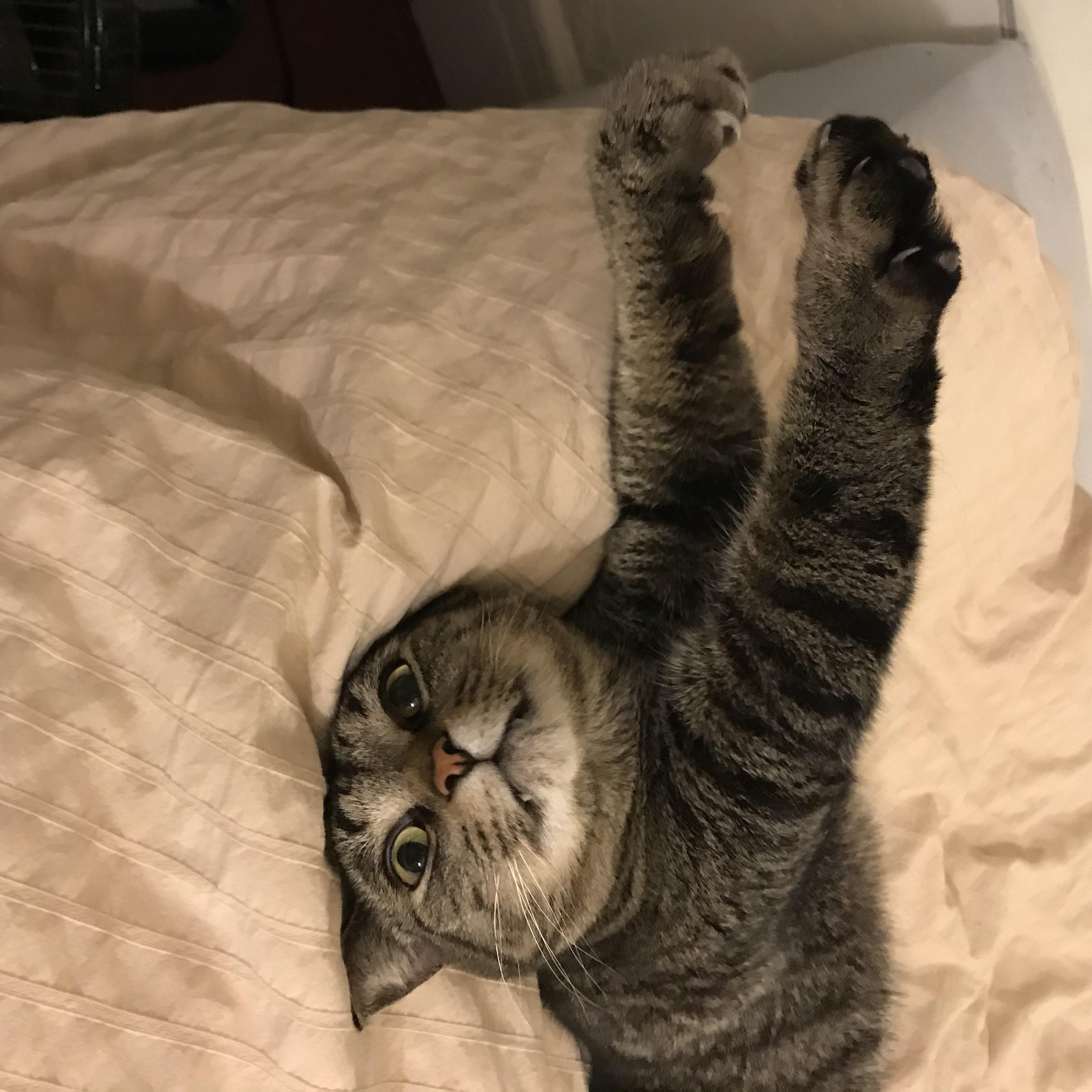 Enlarge Puma, a Adopted Domestic Short Hair in Royal Oak, MI image 1/5