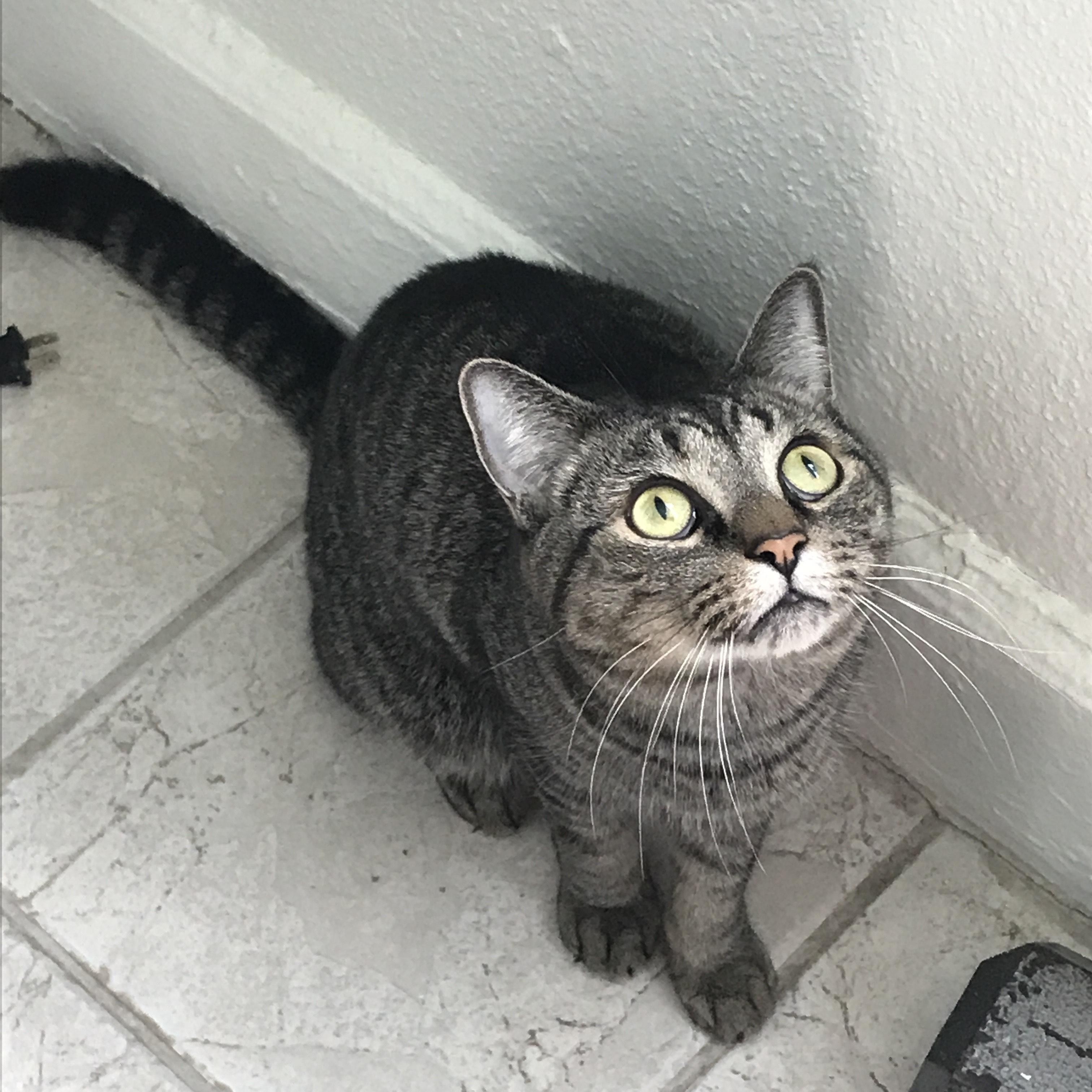 Enlarge Puma, a Adopted Domestic Short Hair in Royal Oak, MI image 5/5