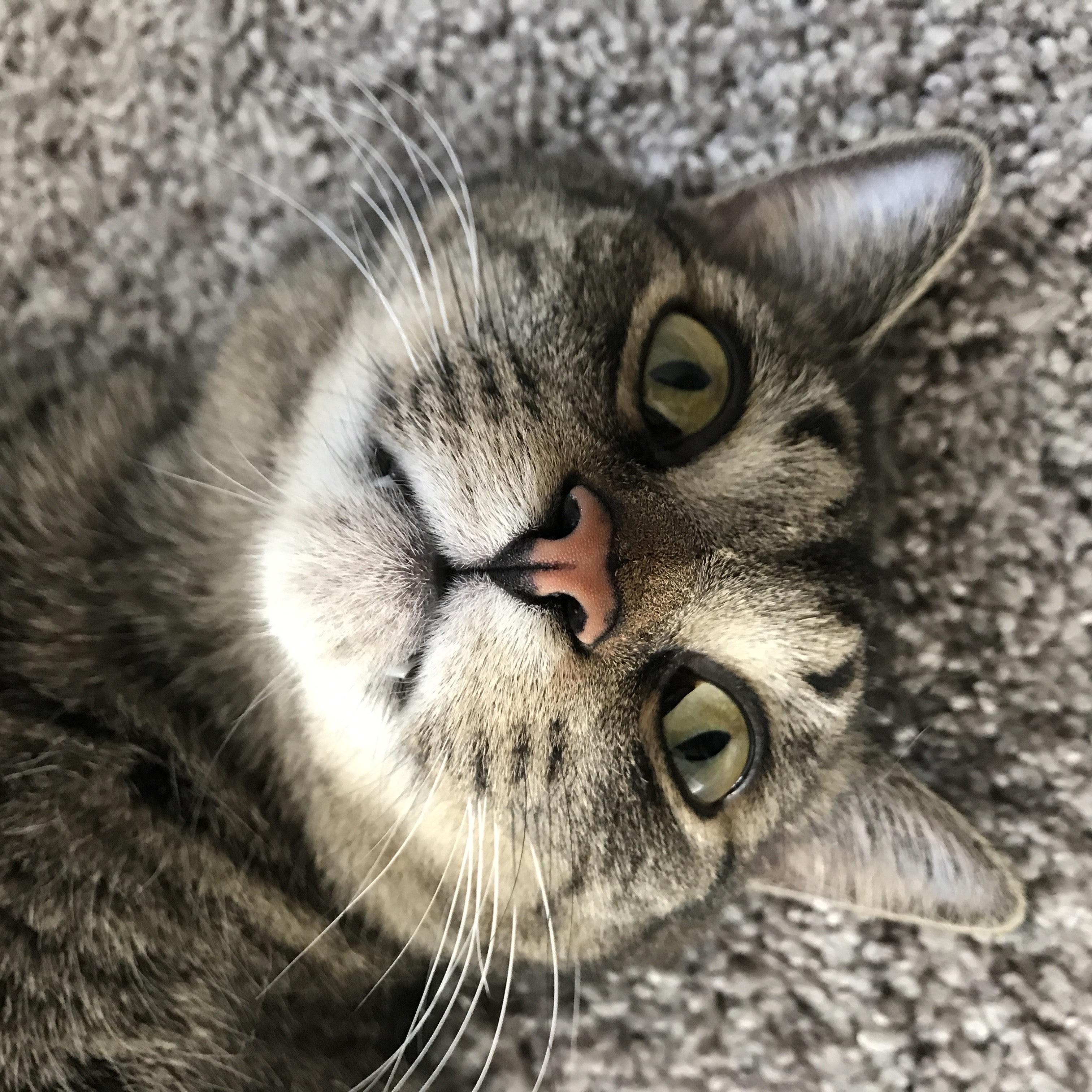 Enlarge Puma, a Adopted Domestic Short Hair in Royal Oak, MI image 2/5