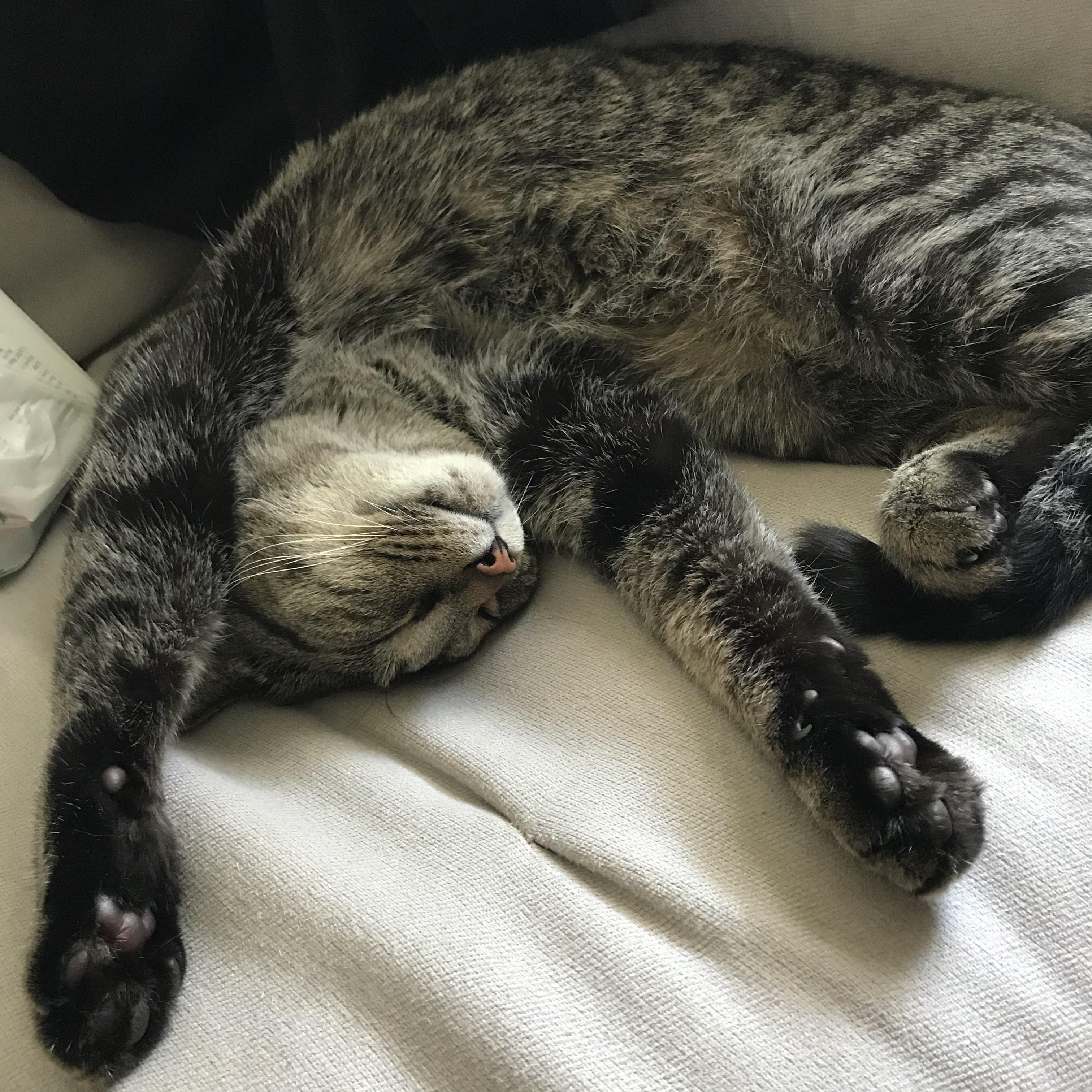 Enlarge Puma, a Adopted Domestic Short Hair in Royal Oak, MI image 4/5