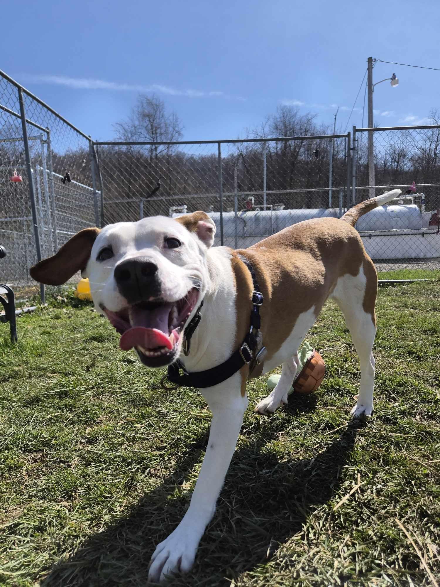 Lulu , ADOPTABLE, Adult Female Mixed Breed.