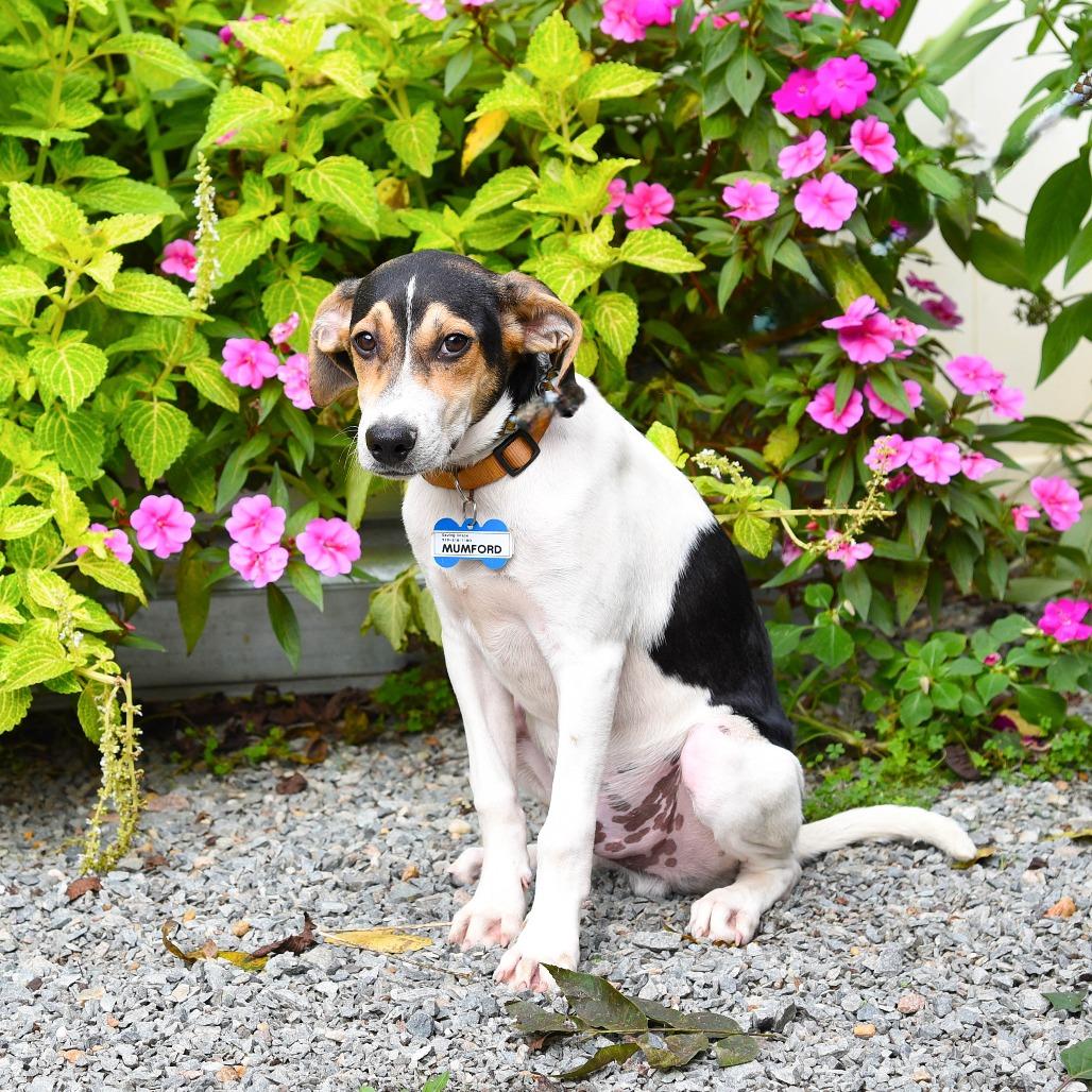 Mumford, a Adoptable Hound in Wake Forest, NC image 1/6