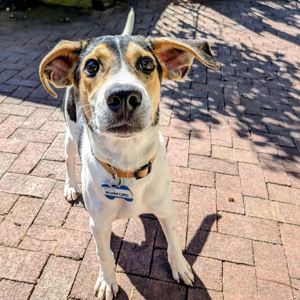 Mumford, a Adoptable Hound in Wake Forest, NC image 2/6