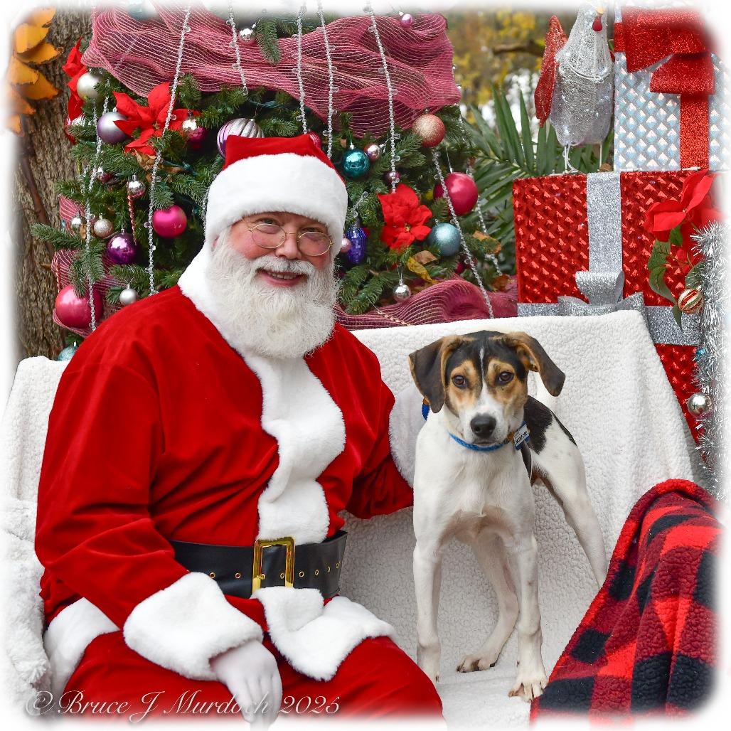 Mumford, a Adoptable Hound in Wake Forest, NC image 3/6