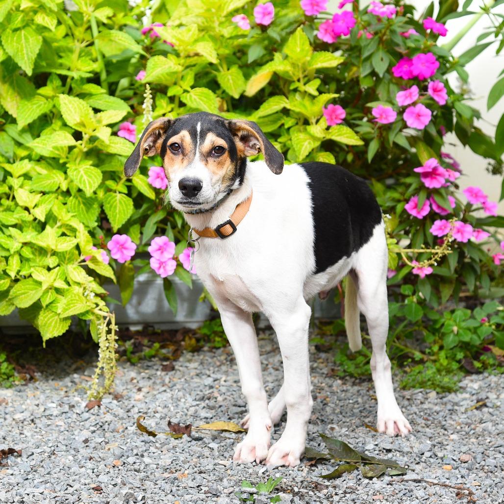 Mumford, a Adoptable Hound in Wake Forest, NC image 4/6