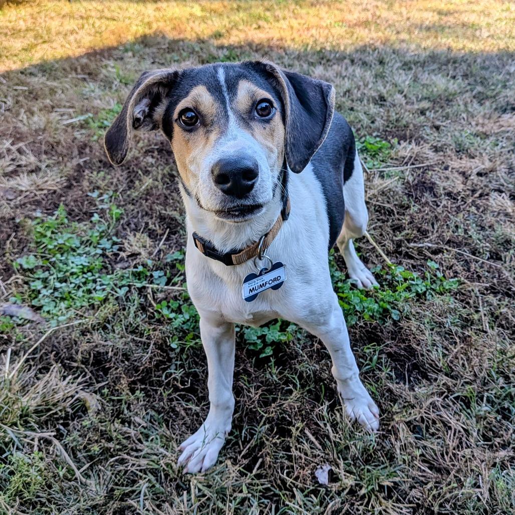 Mumford, a Adoptable Hound in Wake Forest, NC image 5/6