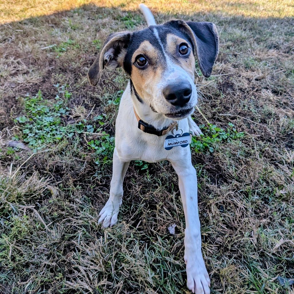 Mumford, a Adoptable Hound in Wake Forest, NC image 6/6