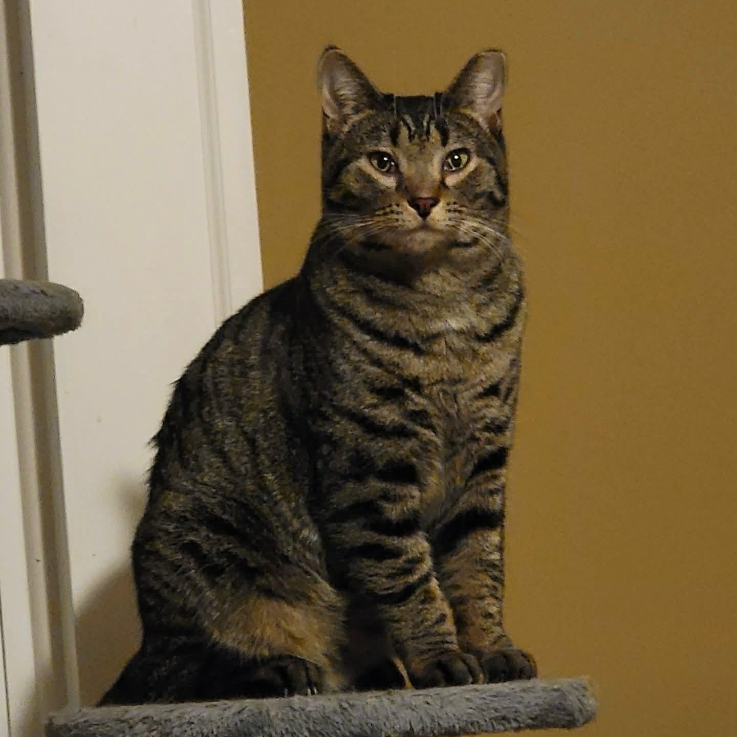 Enlarge Peanut @ Livonia PetSmart, a Adoptable Tabby in Livonia, MI image 1/2
