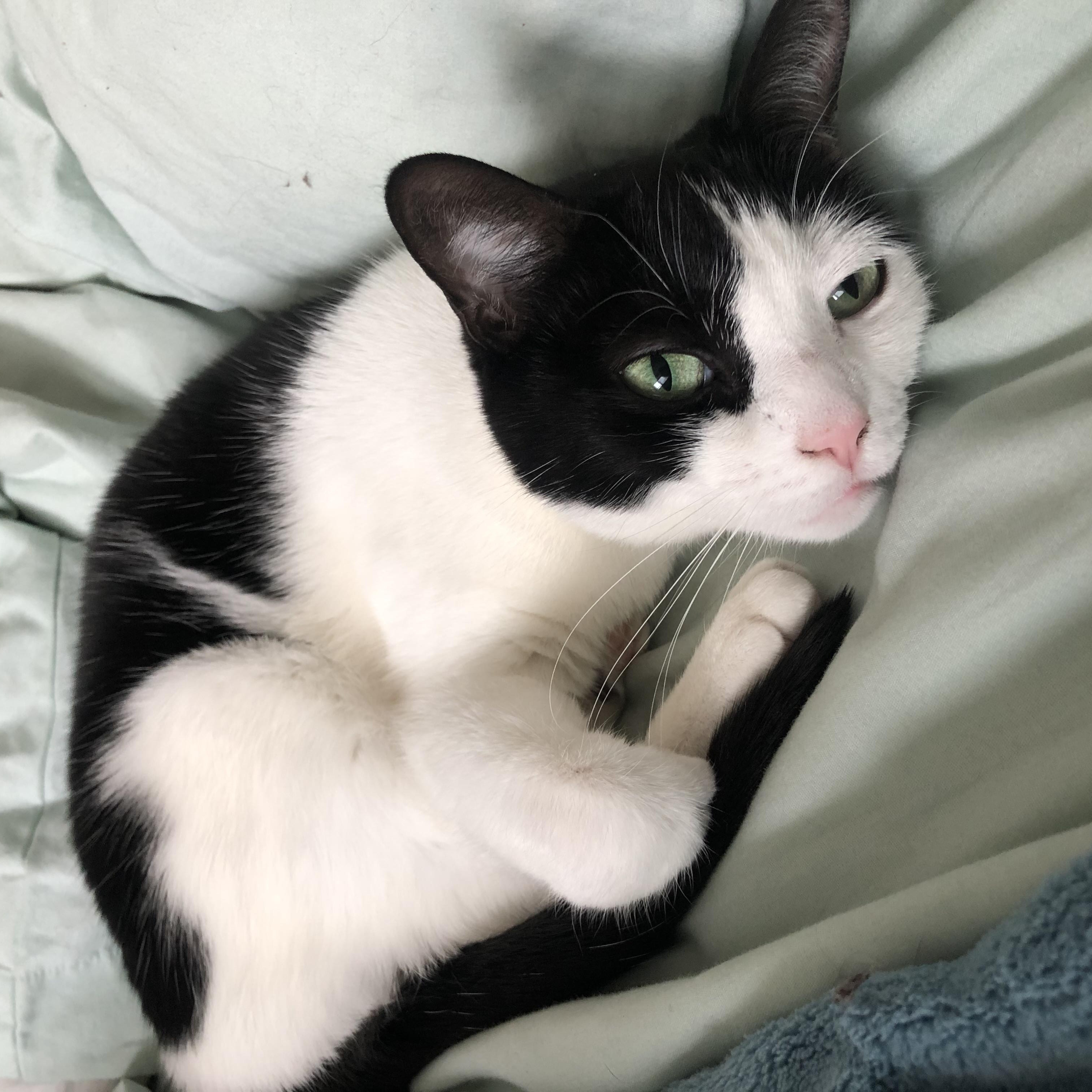 Enlarge Sweetie -  cuddling snuggling lap cat  , a ADOPTABLE Tuxedo in Macomb, MI image 3/3