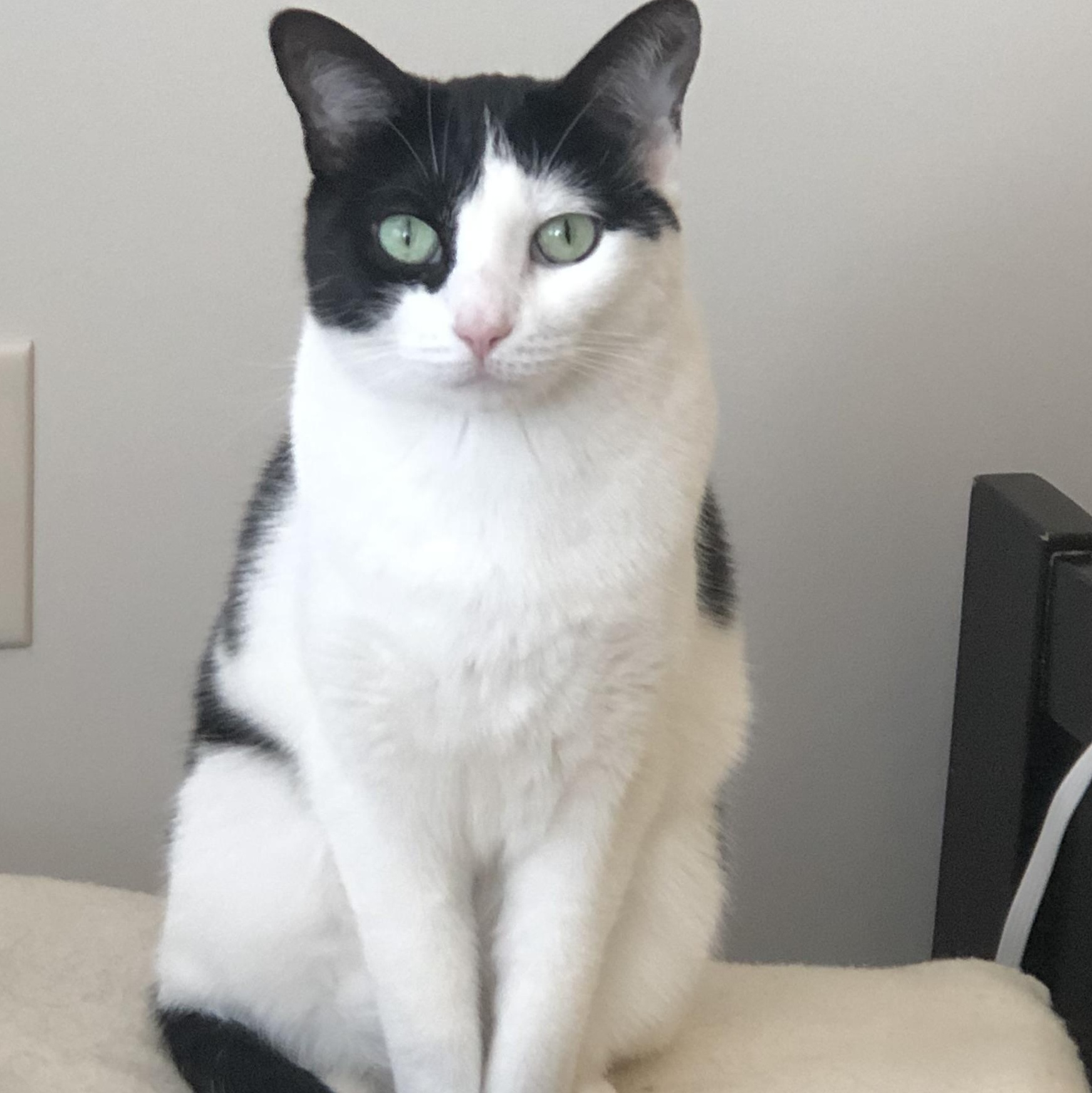 Sweetie -  cuddling snuggling lap cat  , ADOPTABLE, Adult Female Tuxedo.