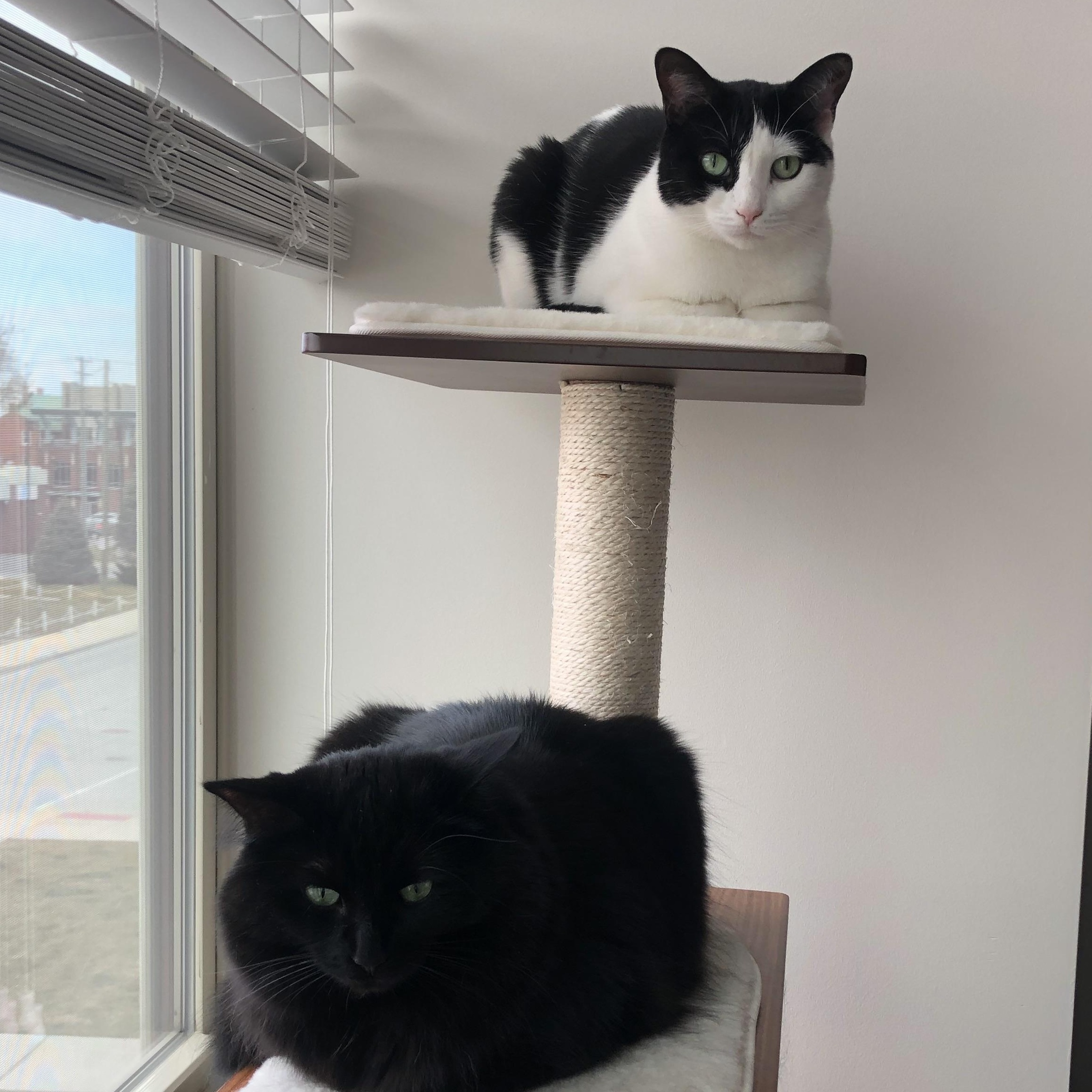 Enlarge Sweetie -  cuddling snuggling lap cat  , a ADOPTABLE Tuxedo in Macomb, MI image 2/3