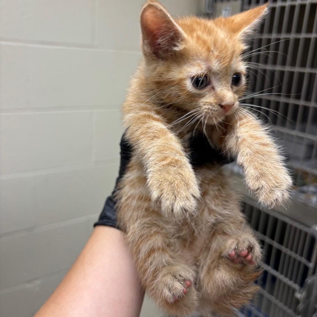 Peeta, Adoptable, Kitten Male Domestic Short Hair.