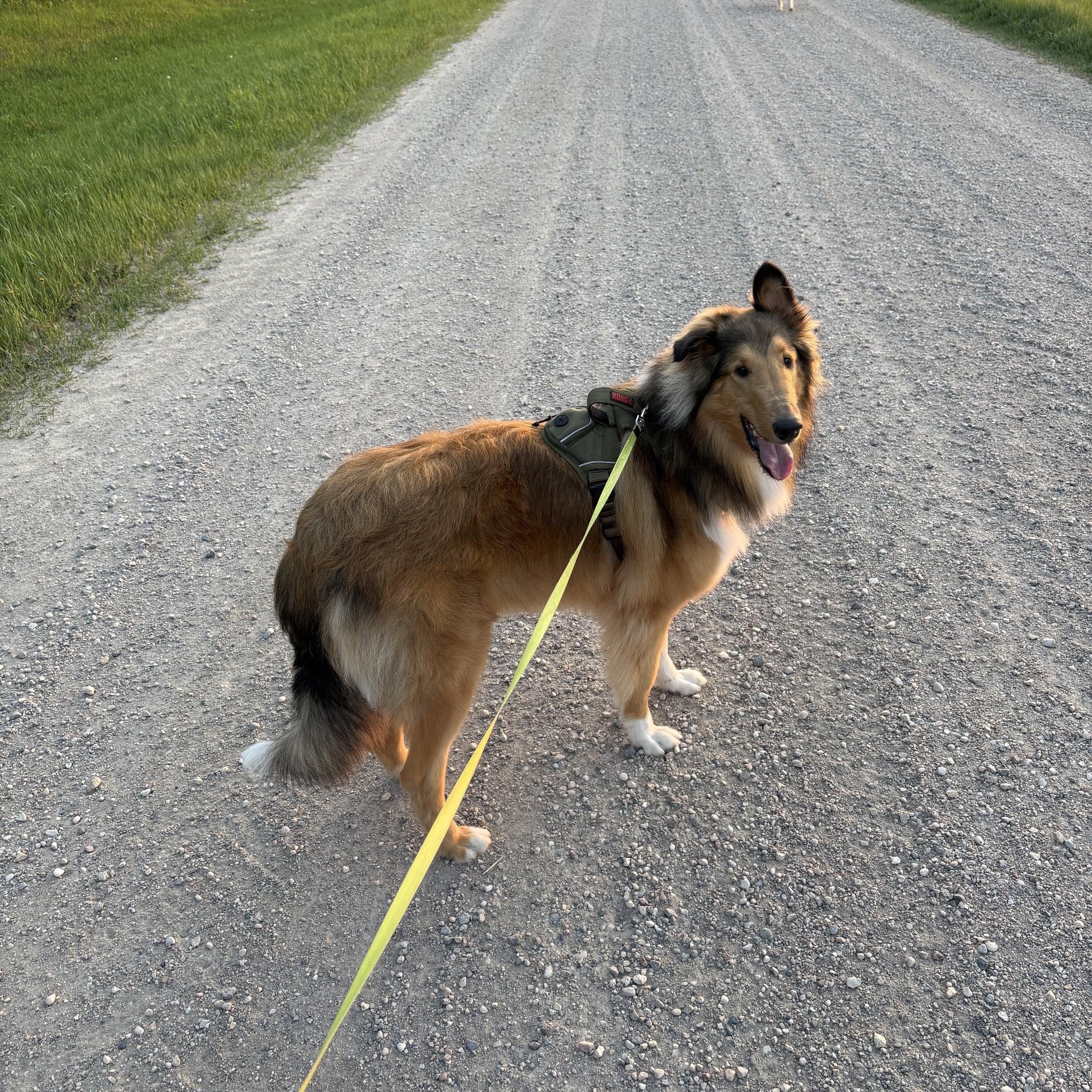 Enlarge Moose, a ADOPTABLE Rough Collie in Winnipeg, MB image 4/4