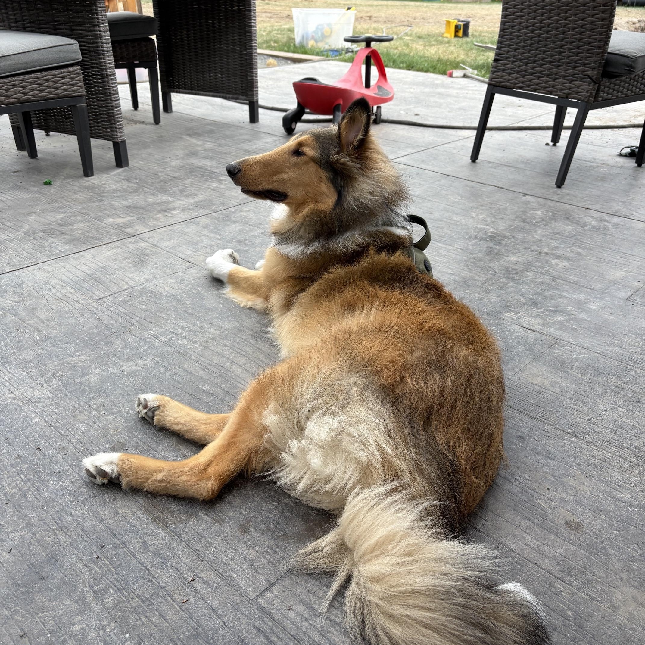 Enlarge Moose, a ADOPTABLE Rough Collie in Winnipeg, MB image 2/4
