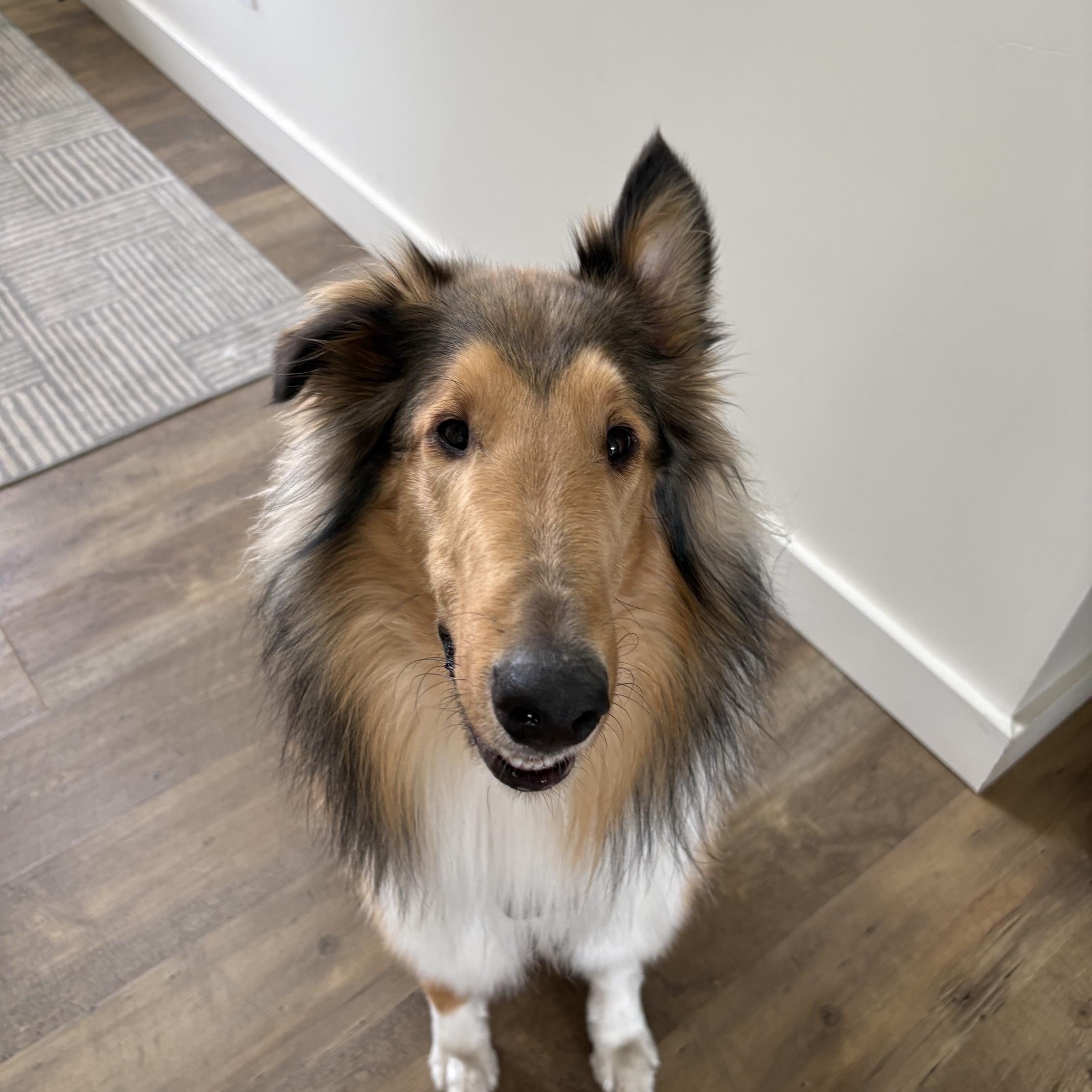 Enlarge Moose, a ADOPTABLE Rough Collie in Winnipeg, MB image 3/4
