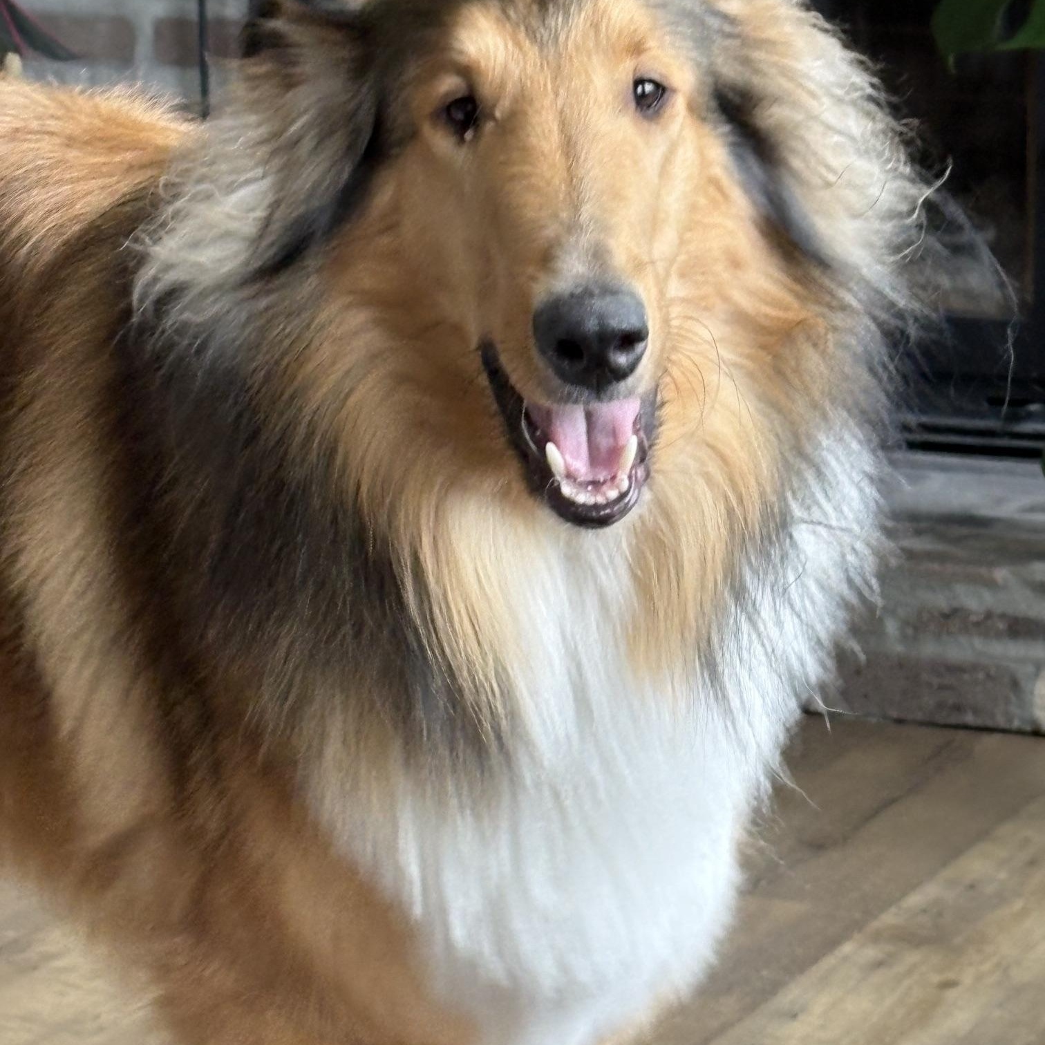 Moose, ADOPTABLE, Adult Male Rough Collie.