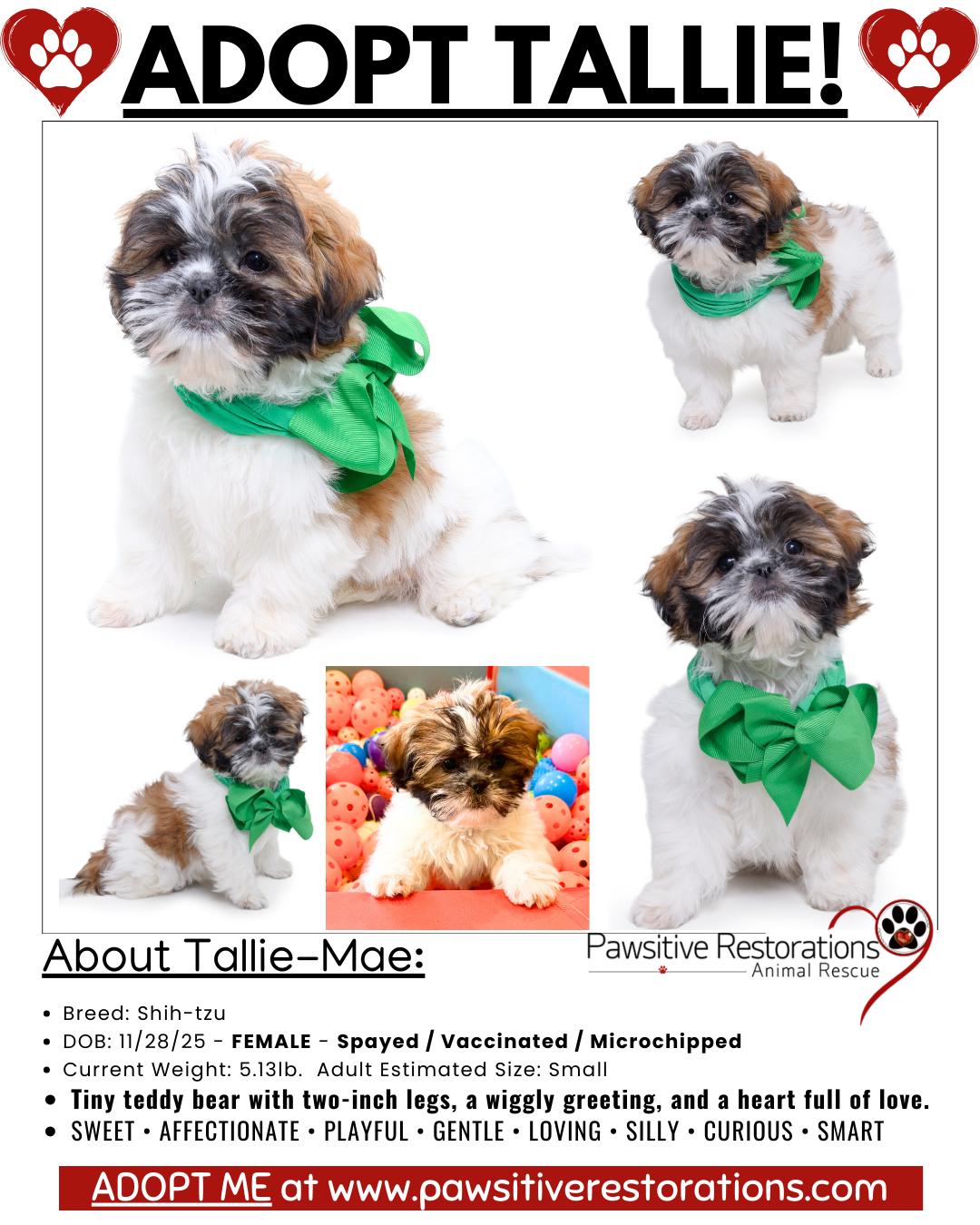 Enlarge TALLIE-MAE, a Adoptable Shih Tzu in Aurora, CO image 2/4