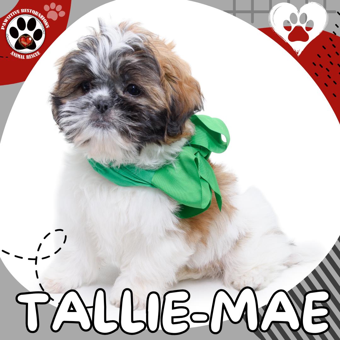 Enlarge TALLIE-MAE, a Adoptable Shih Tzu in Aurora, CO image 3/4