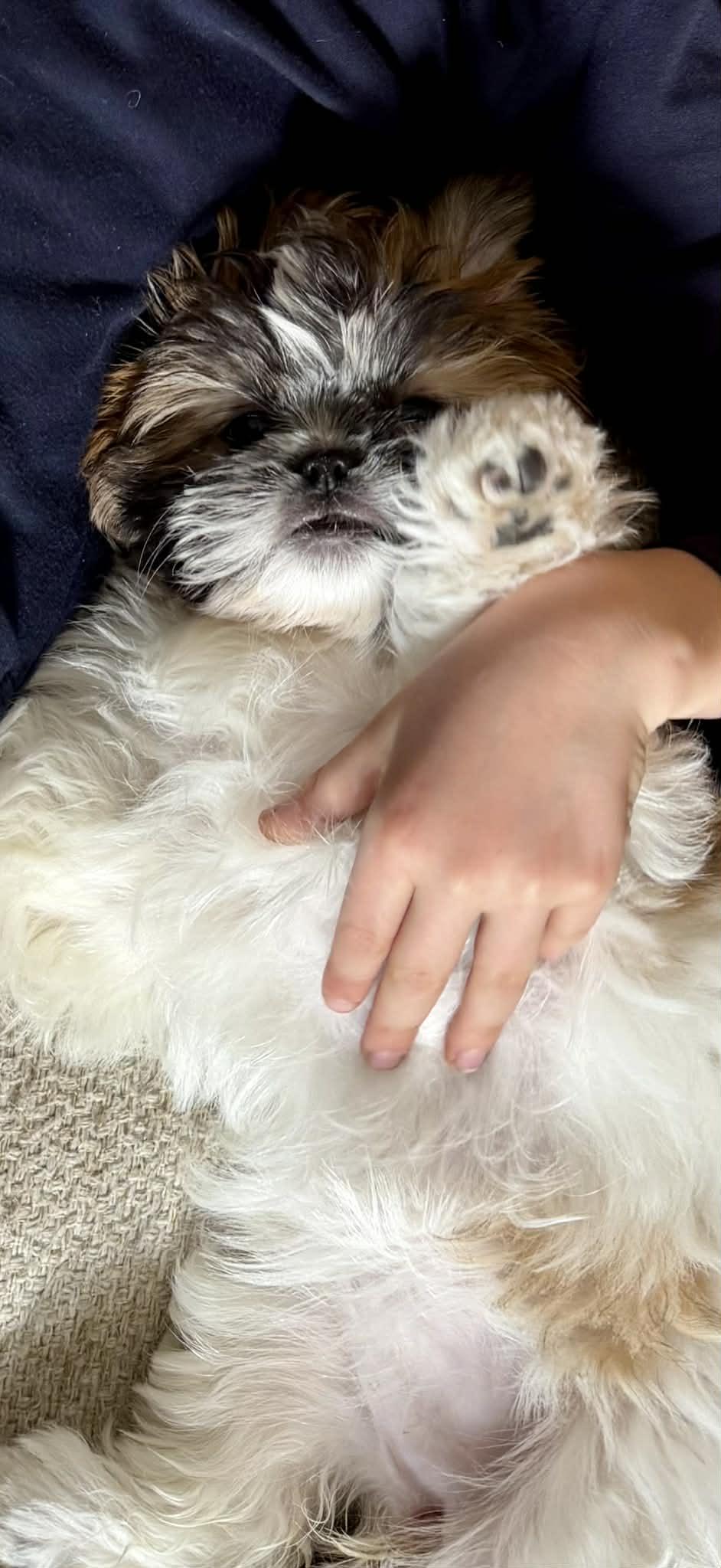 Enlarge TALLIE-MAE, a Adoptable Shih Tzu in Aurora, CO image 4/4