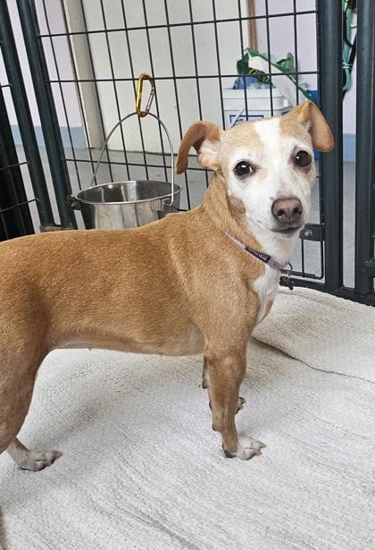 Queenie and Louie, an adopted mixed breed in Salem, NH image 3/6