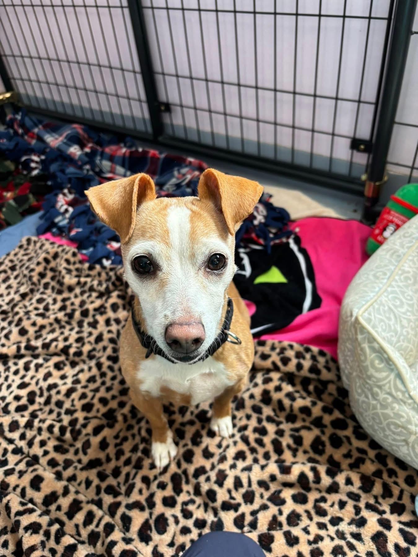 Queenie and Louie, an adopted mixed breed in Salem, NH image 6/6