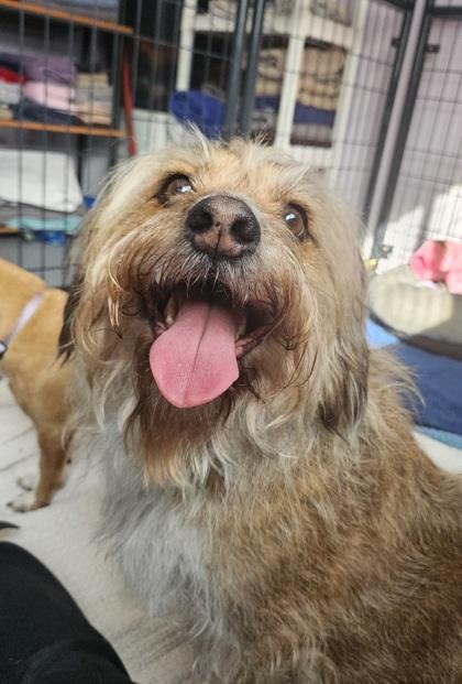 Queenie and Louie, an adopted mixed breed in Salem, NH image 4/6