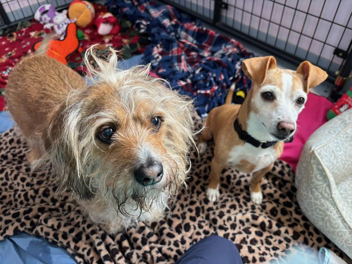 Queenie and Louie, an adopted mixed breed in Salem, NH image 1/6