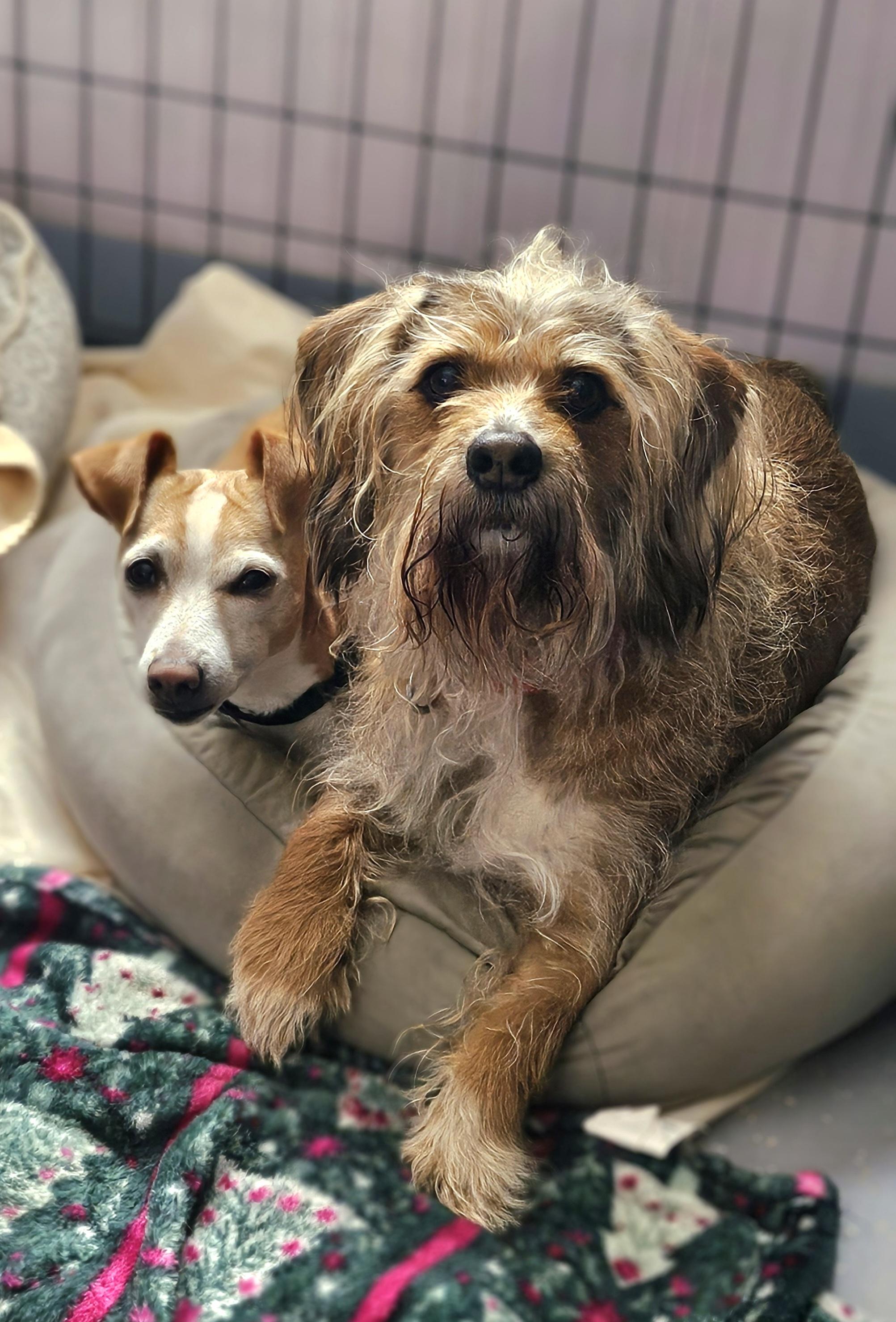 Queenie and Louie, an adopted mixed breed in Salem, NH image 2/6