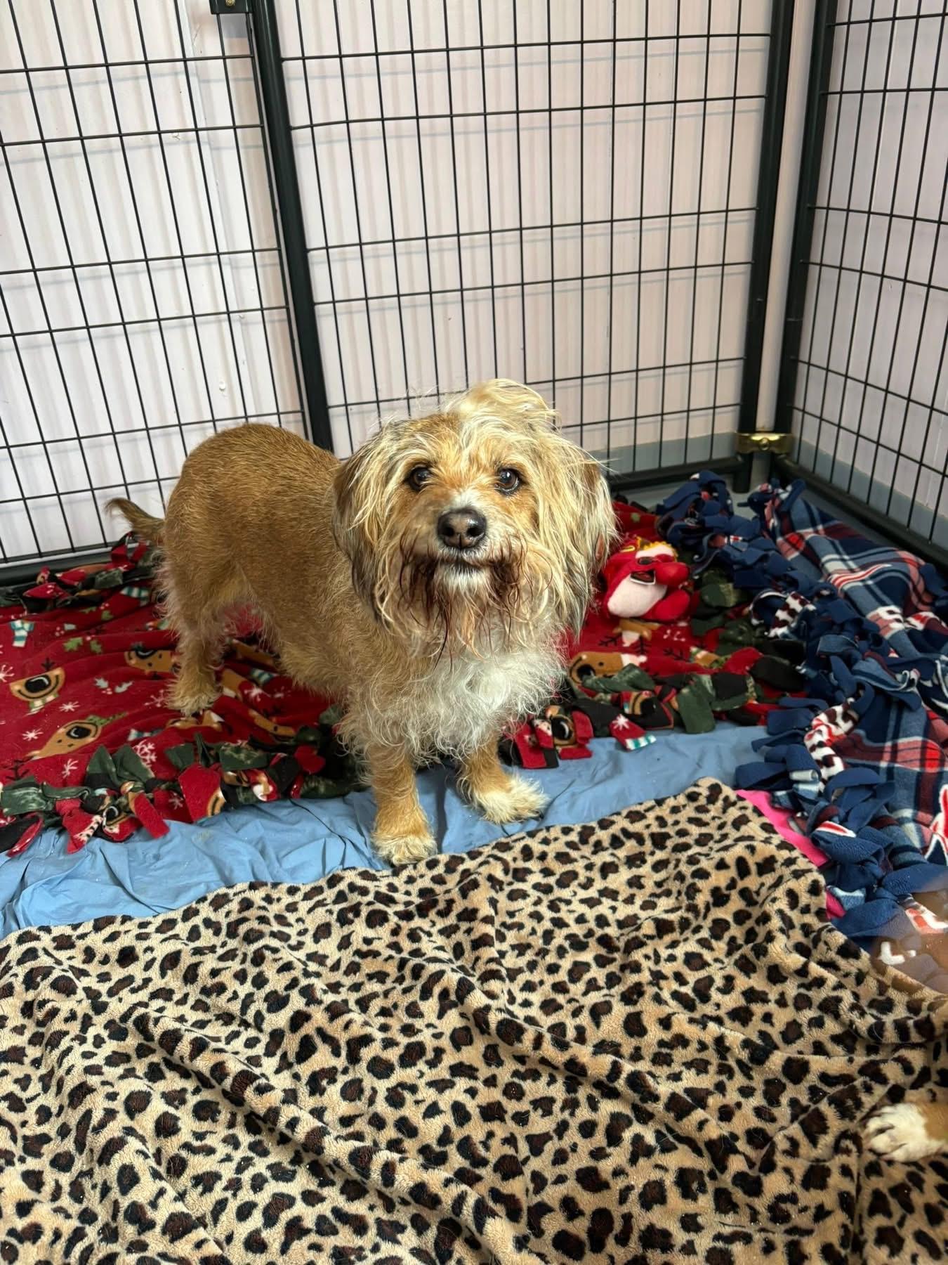 Queenie and Louie, an adopted mixed breed in Salem, NH image 5/6