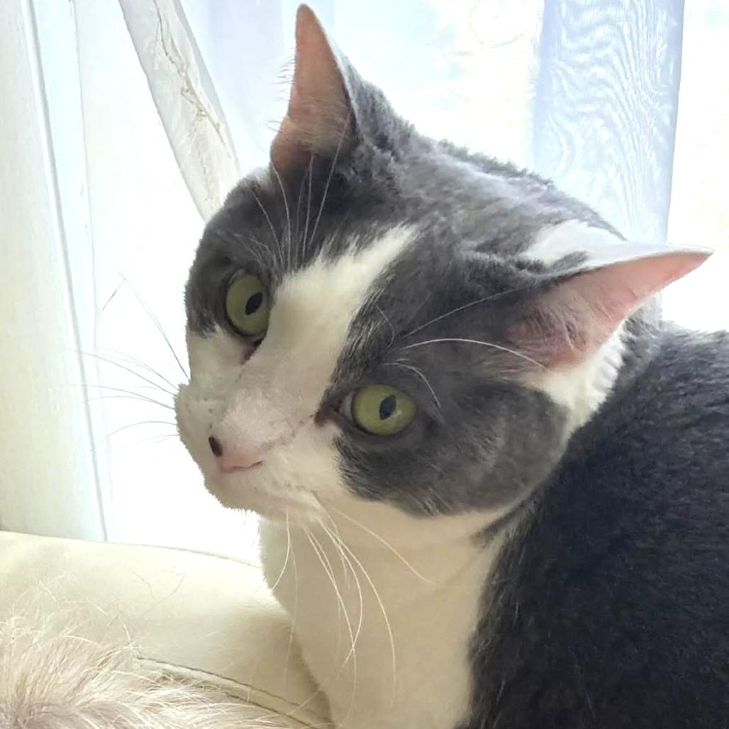 Enlarge Sonny, a Adoptable Domestic Short Hair in Huntsville, AL image 1/3