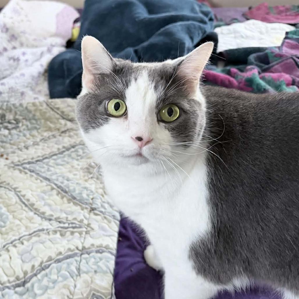 Enlarge Sonny, a Adoptable Domestic Short Hair in Huntsville, AL image 2/3