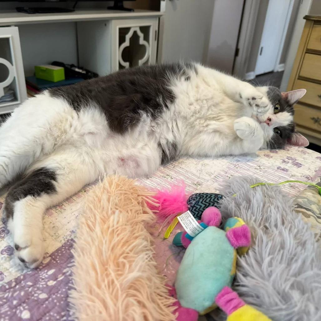 Enlarge *Sonny, a Adoptable Domestic Short Hair in Huntsville, AL image 3/6