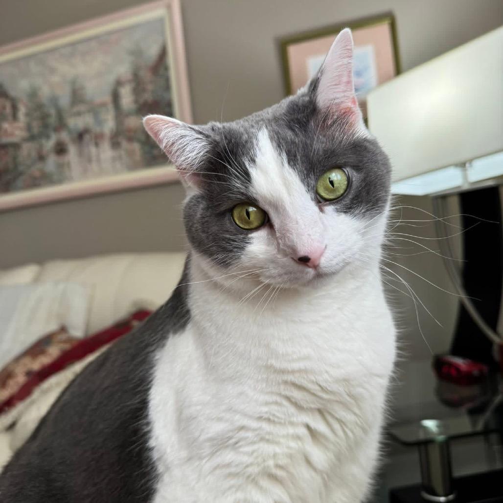 Enlarge *Sonny, a Adoptable Domestic Short Hair in Huntsville, AL image 4/6