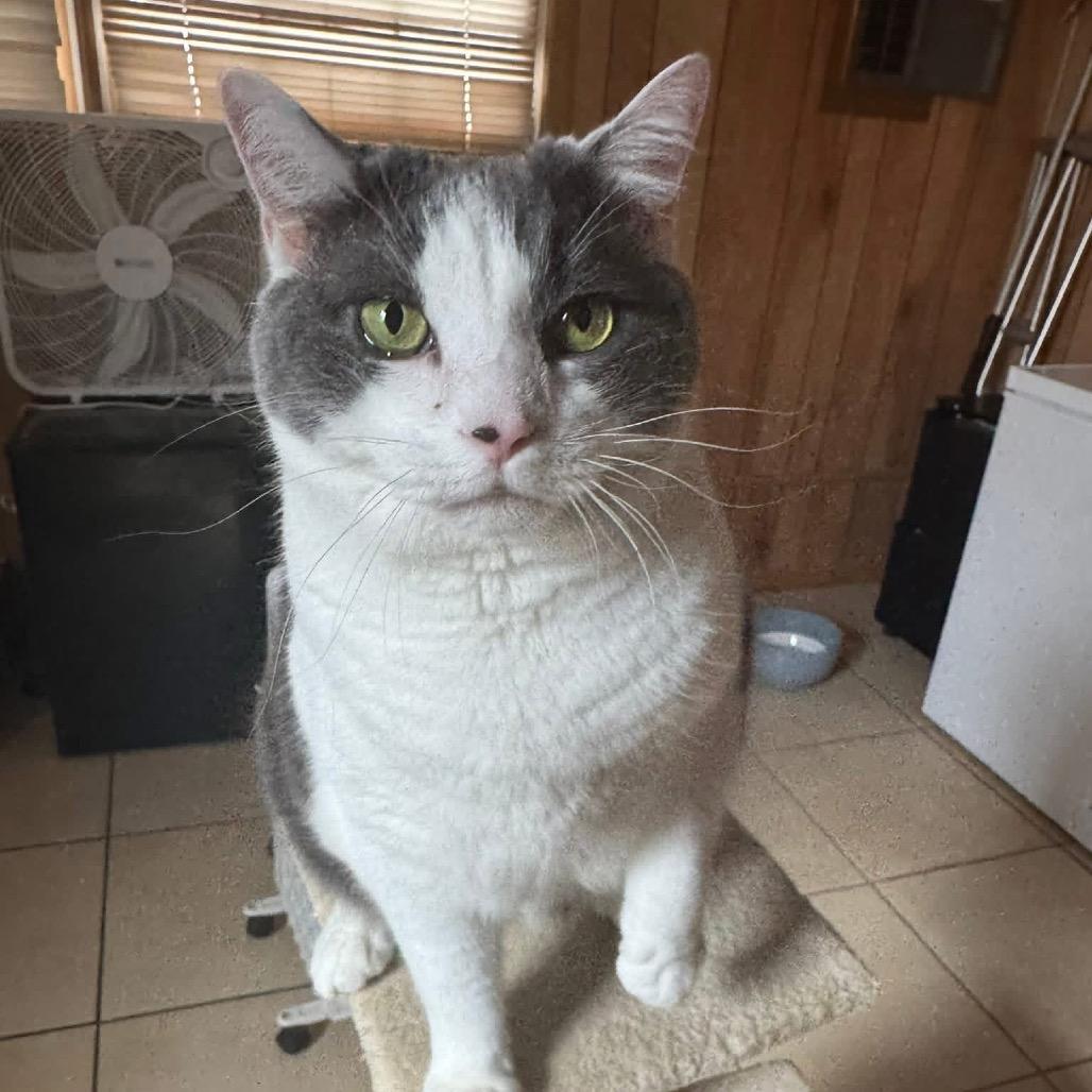 Enlarge *Sonny, a Adoptable Domestic Short Hair in Huntsville, AL image 6/6