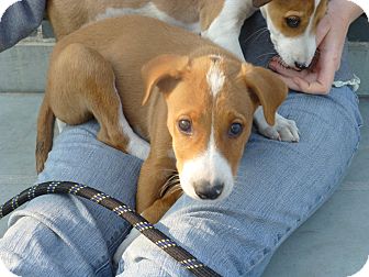 Fosters/Volunteers needed photo 2