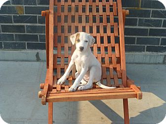 Enlarge Fosters/Volunteers needed, a Adoptable mixed breed in Monroe Twp, NJ image 3/6