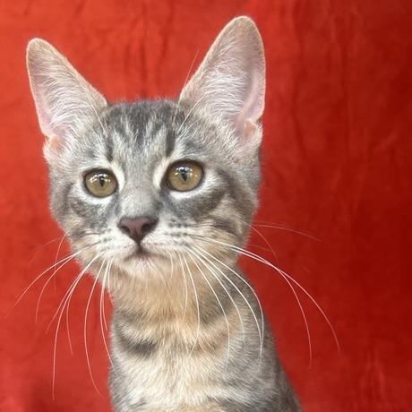 Roxie Hart, Adoptable, Kitten Female Domestic Short Hair.