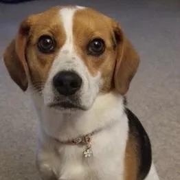 Enlarge Lucinda Haven, a ADOPTABLE Beagle in Waldorf, MD image 3/5